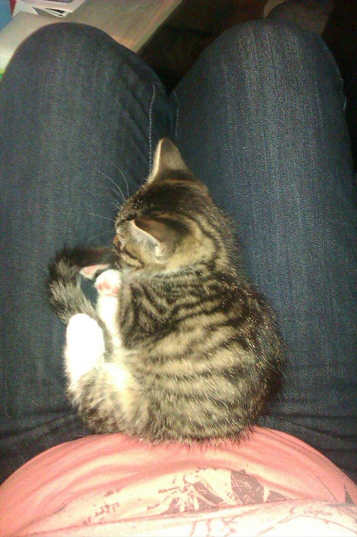 Huskat Cookie billede 4