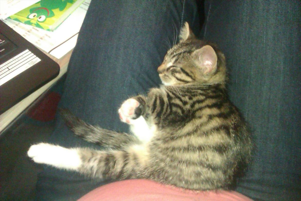 Huskat Cookie billede 5