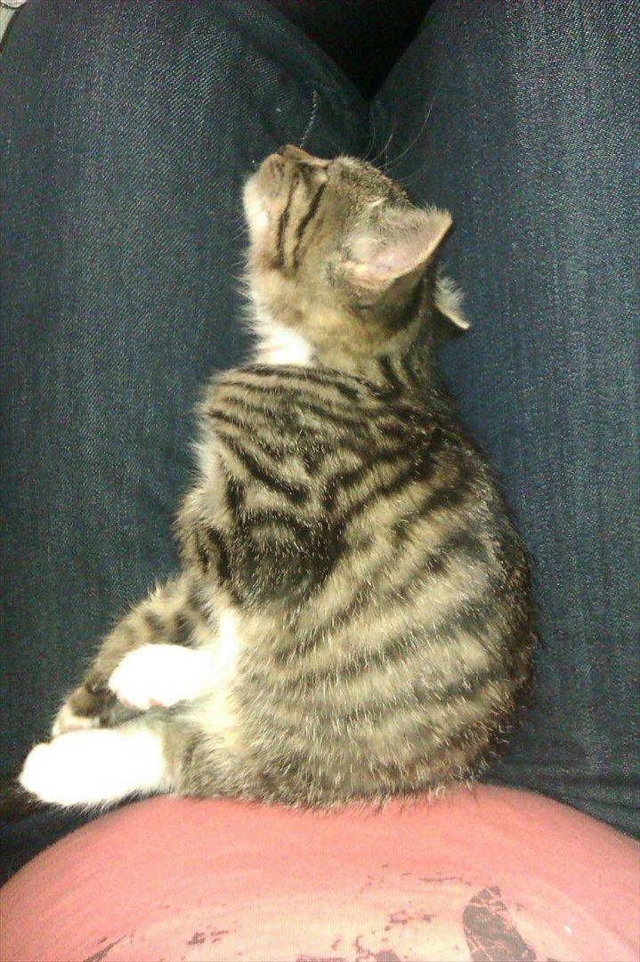 Huskat Cookie billede 6