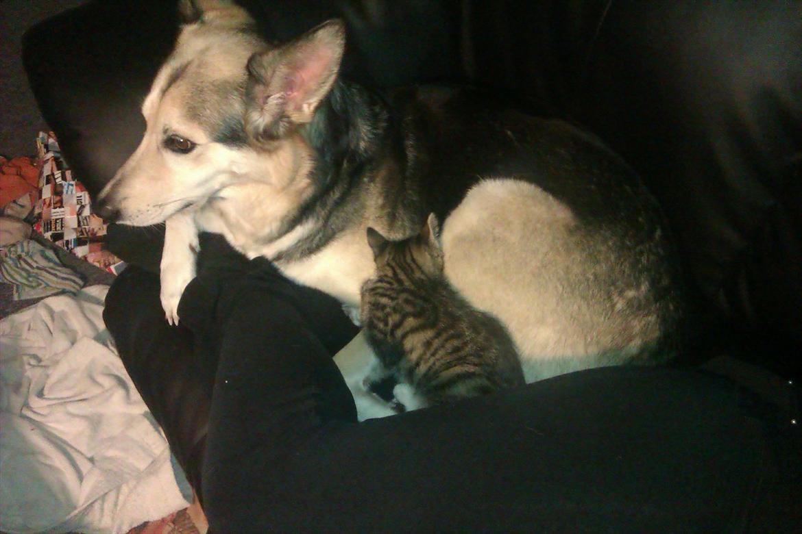 Huskat Cookie billede 7