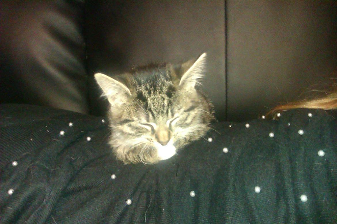 Huskat Cookie billede 8