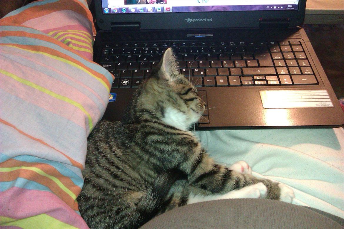 Huskat Cookie billede 9