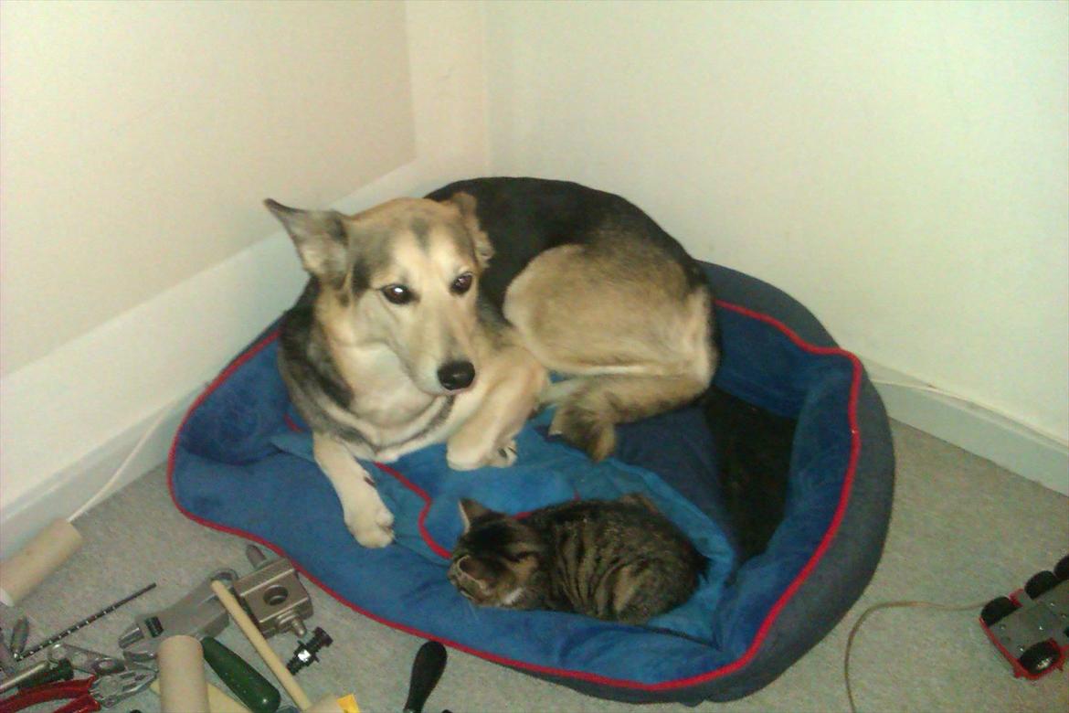 Huskat Cookie billede 10