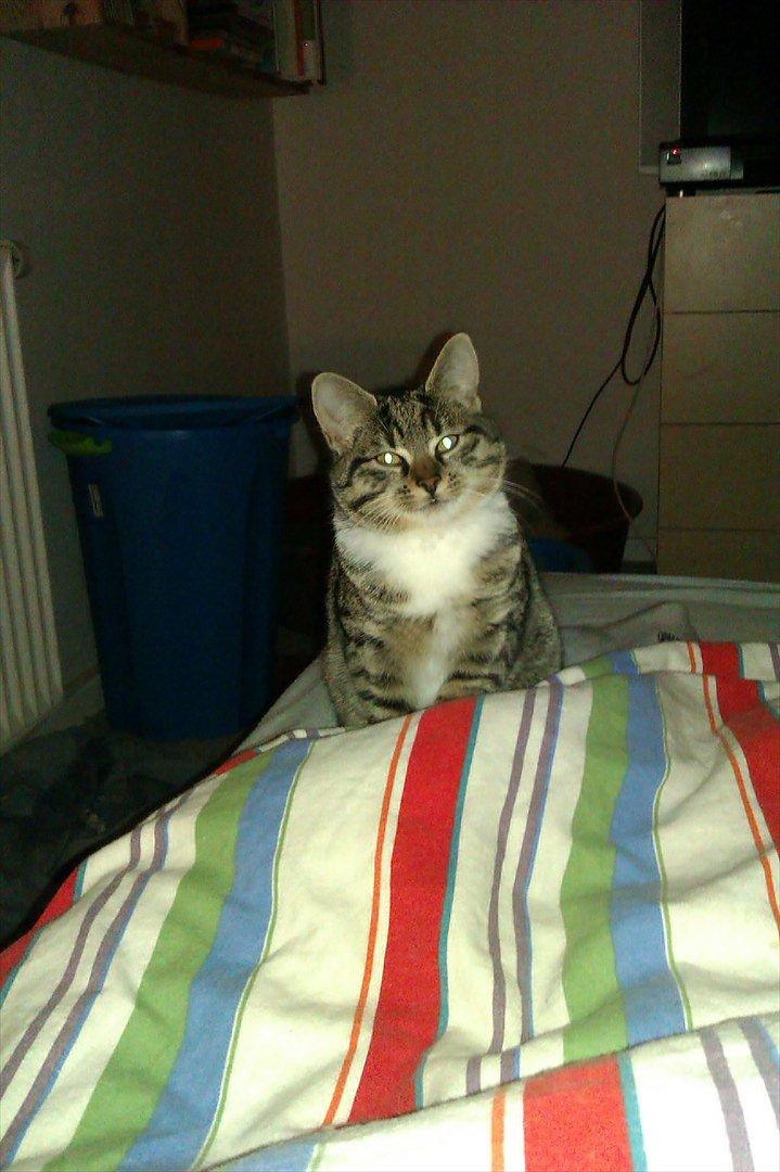 Huskat Cookie billede 12