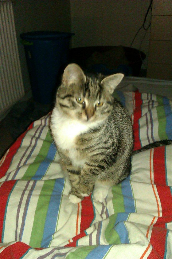 Huskat Cookie billede 13