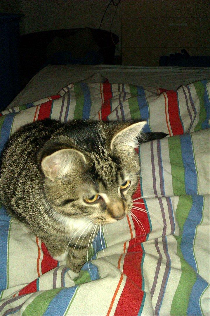 Huskat Cookie billede 14