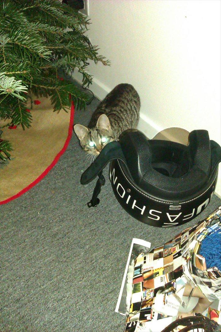 Huskat Cookie billede 15