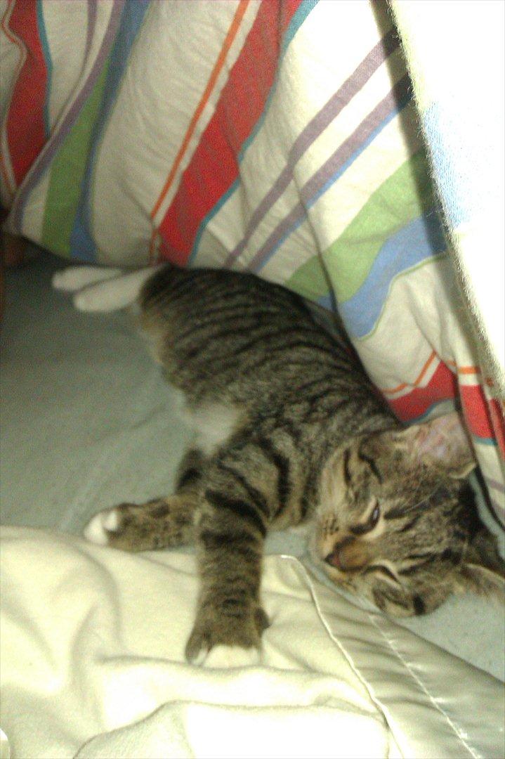 Huskat Cookie billede 16