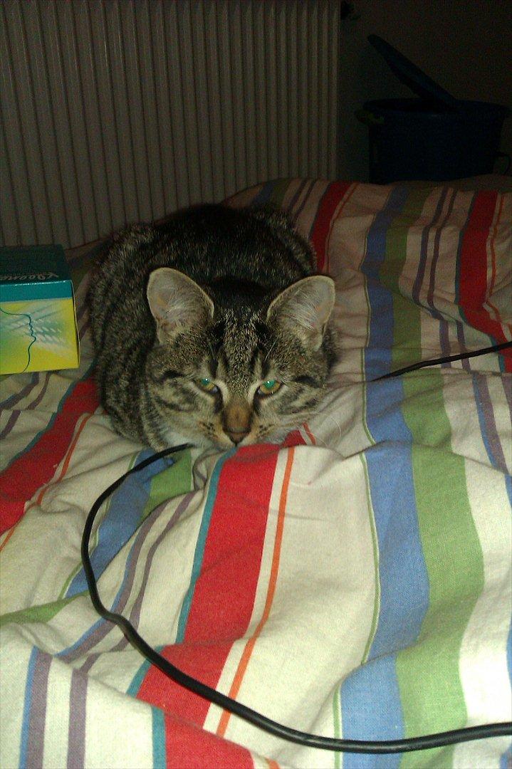 Huskat Cookie billede 17