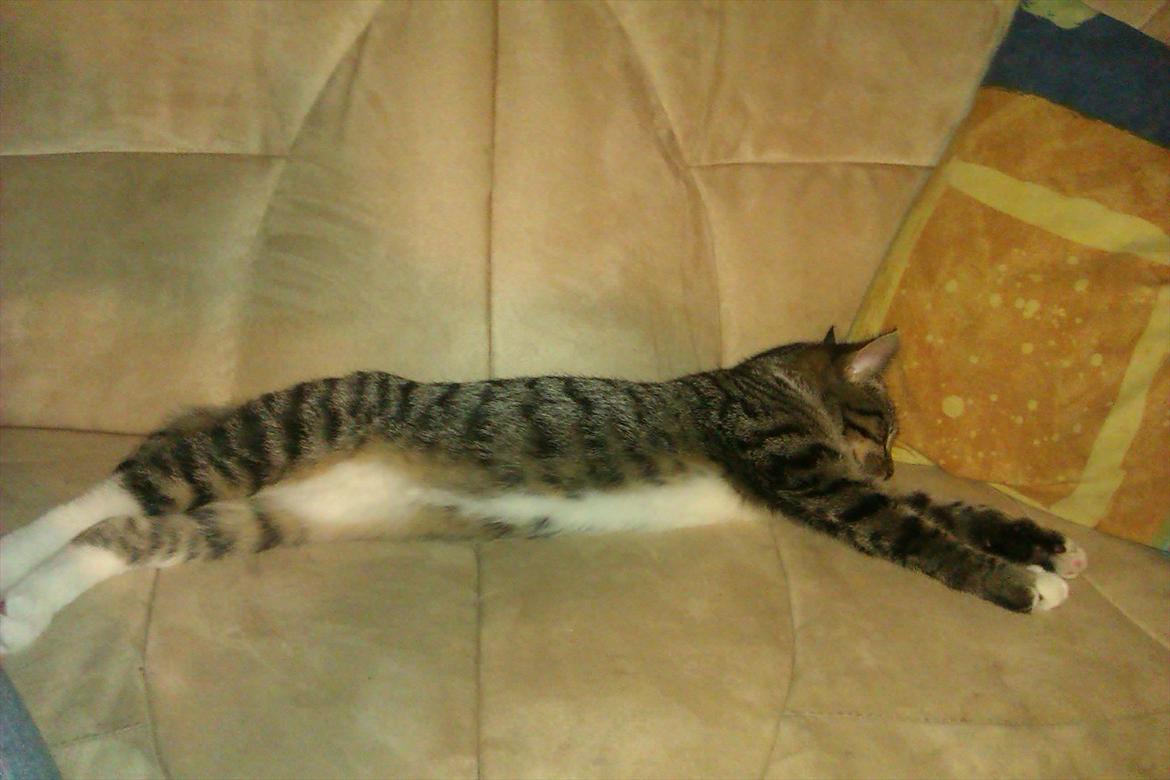 Huskat Cookie billede 18