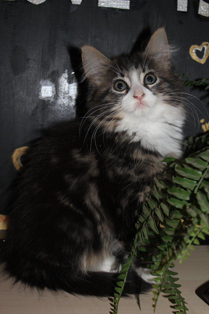 Maine Coon Smokey - Velkommen til Smokey's profil :) billede 1