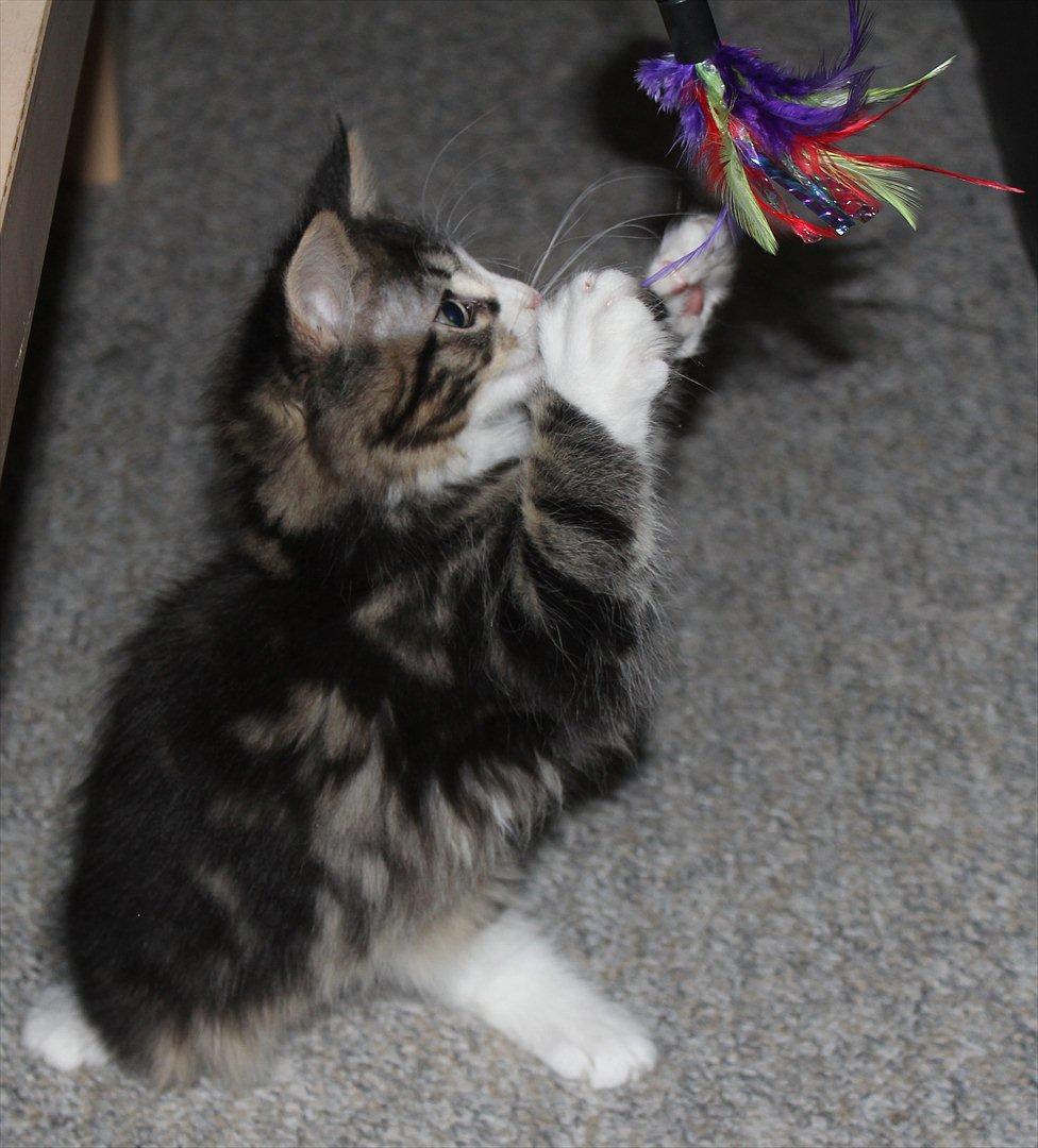 Maine Coon Smokey - Leger med drillepinden :) billede 7