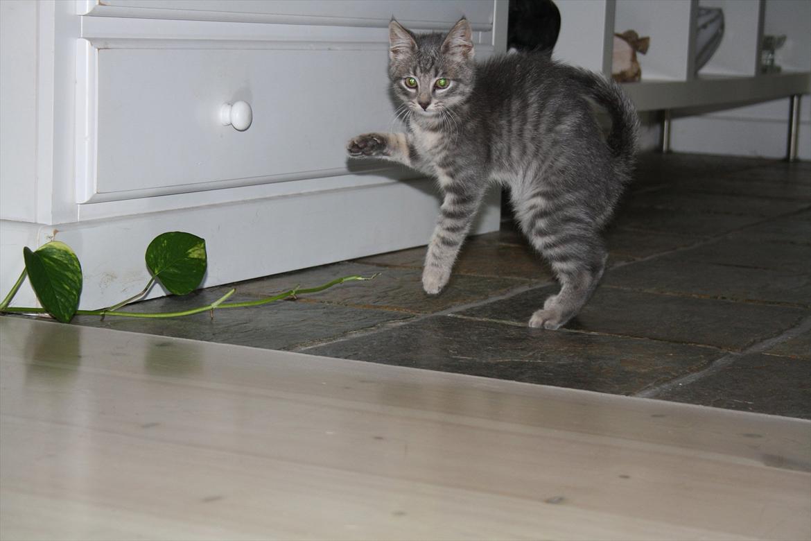 Blanding af racer Mivsen billede 1