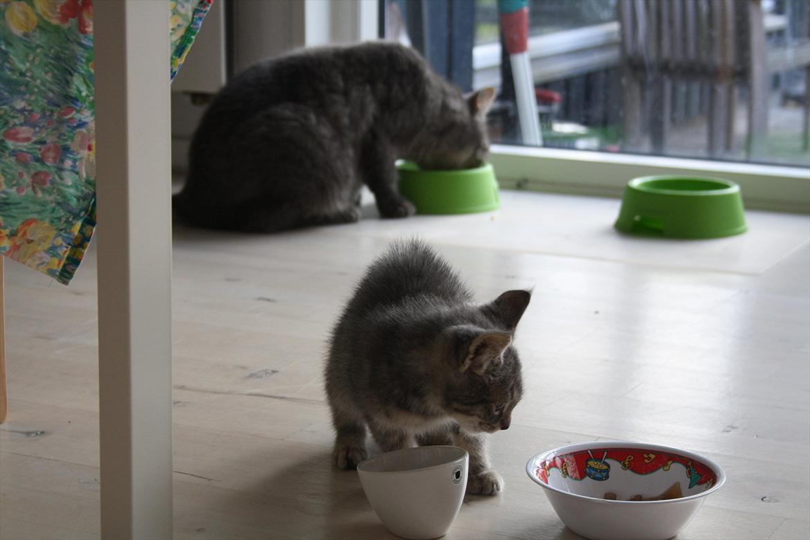 Blanding af racer Mivsen billede 2