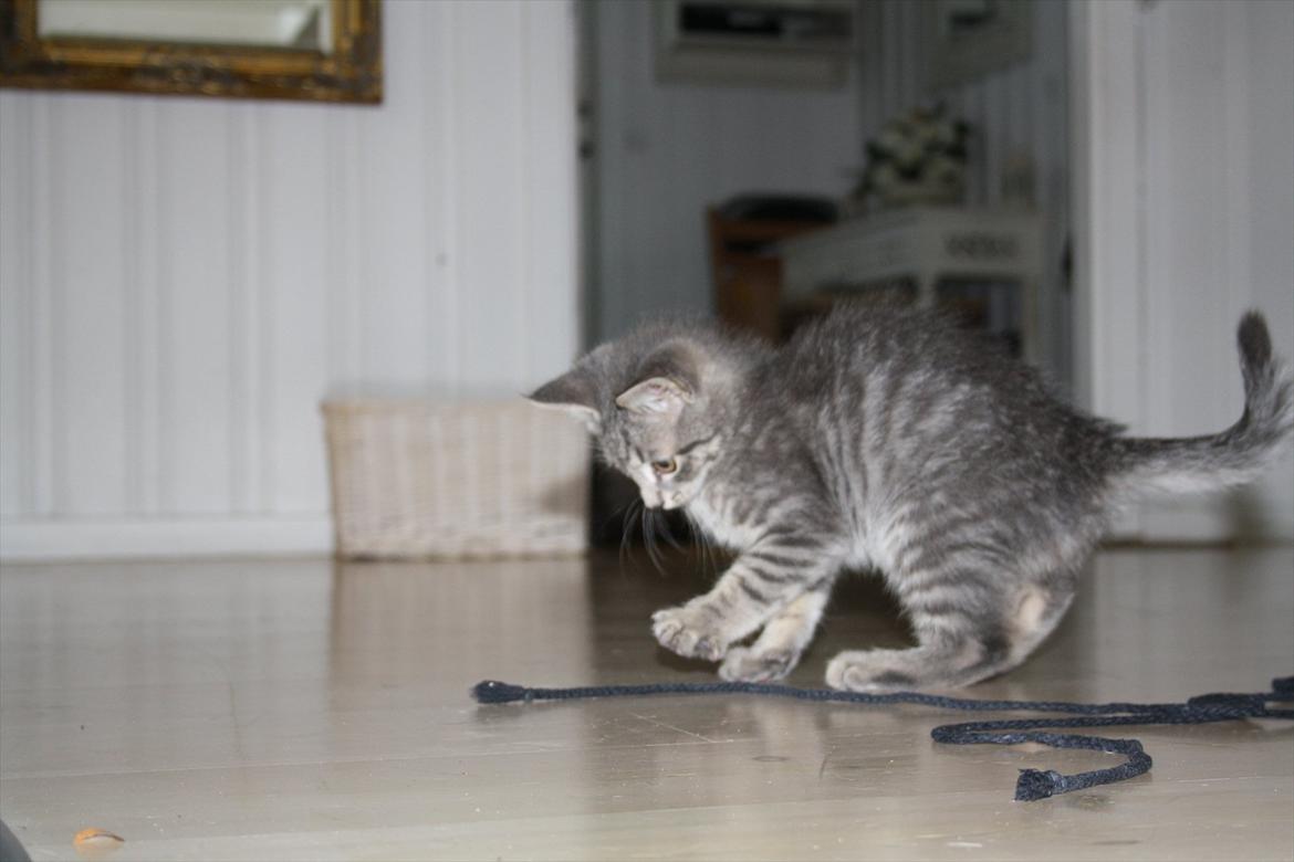 Blanding af racer Mivsen billede 3