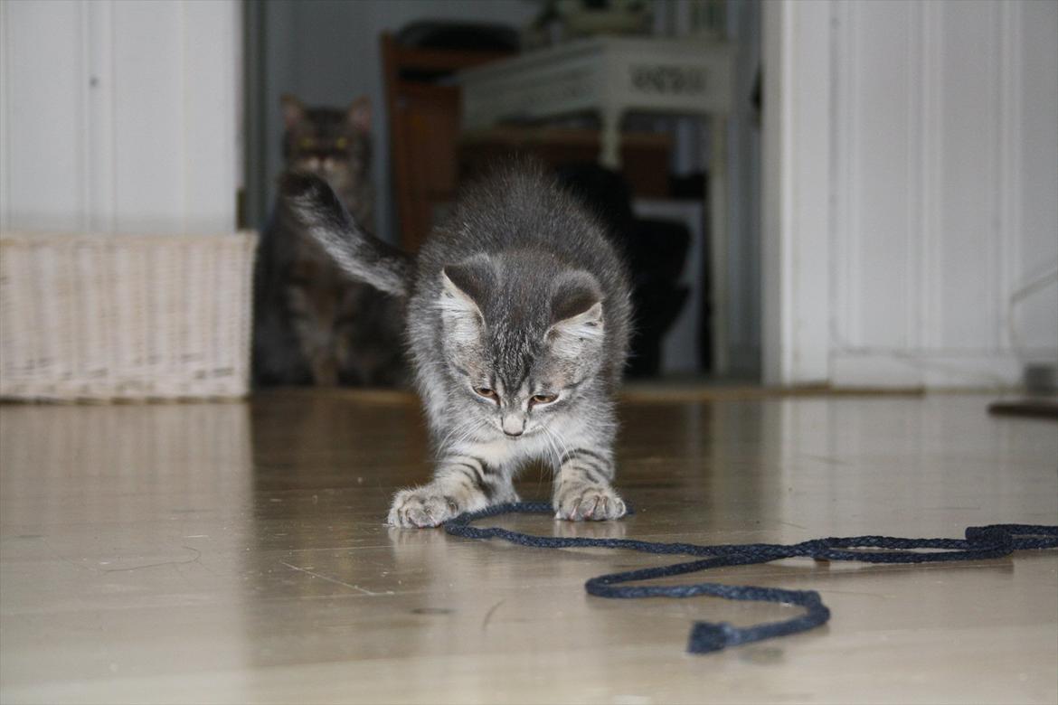 Blanding af racer Mivsen billede 4