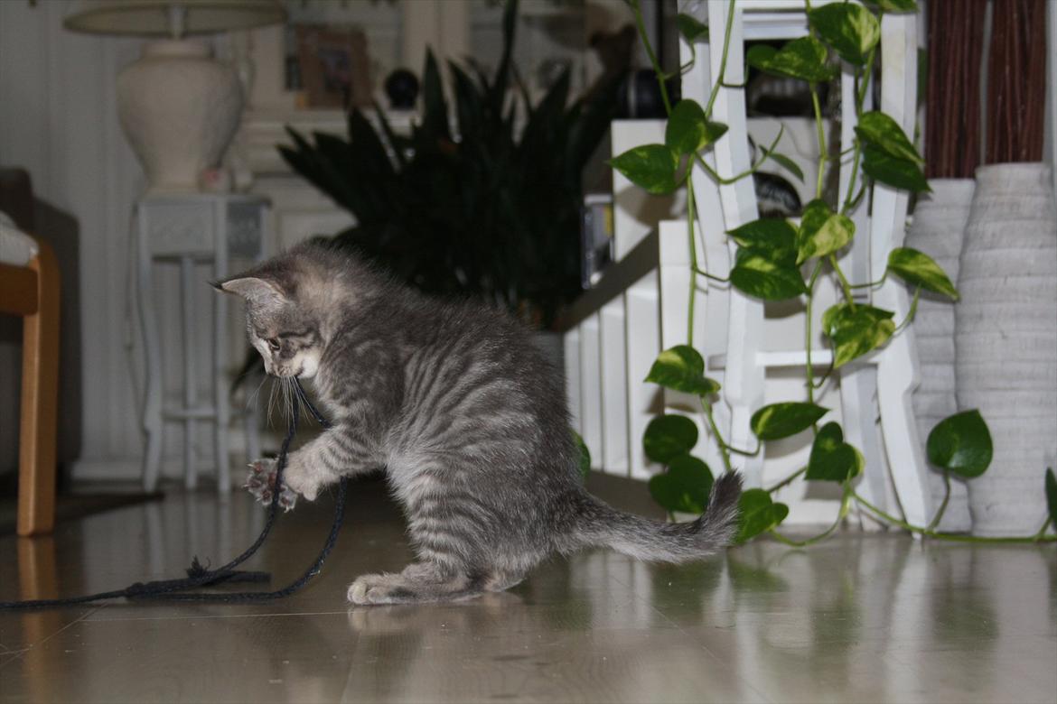 Blanding af racer Mivsen billede 5