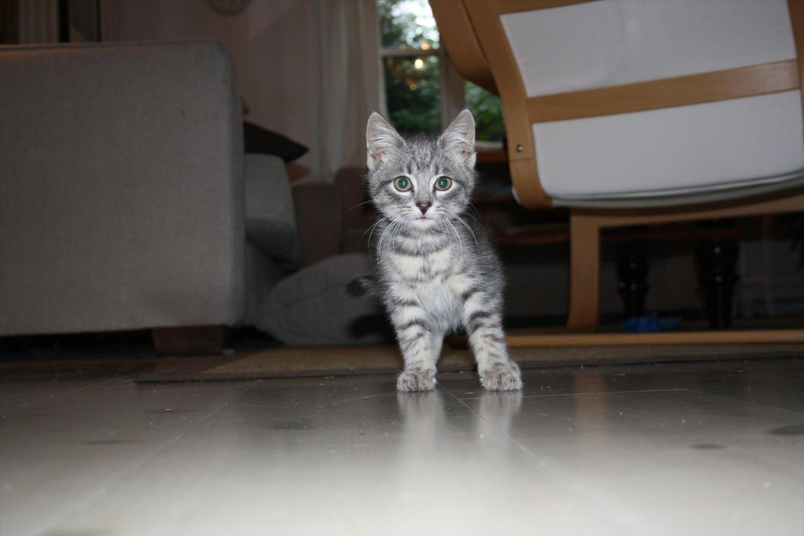 Blanding af racer Mivsen billede 6