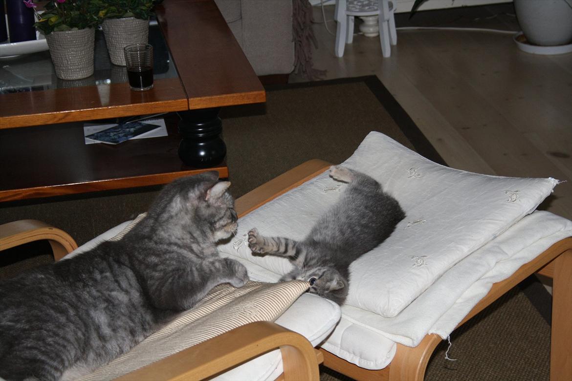 Blanding af racer Mivsen billede 7