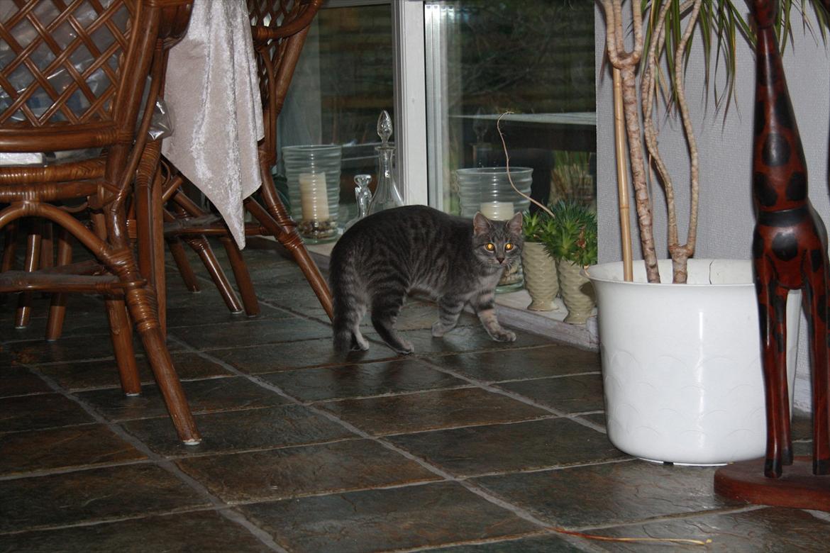 Blanding af racer Mivsen billede 8