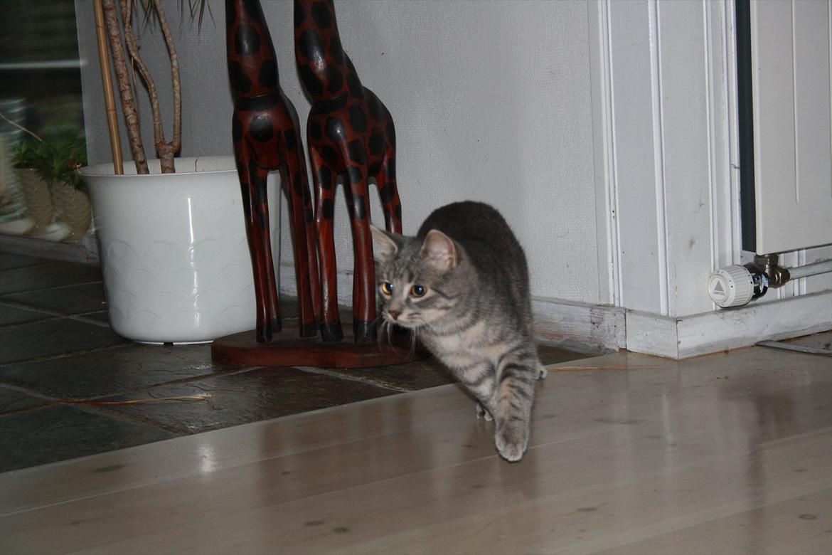 Blanding af racer Mivsen billede 9