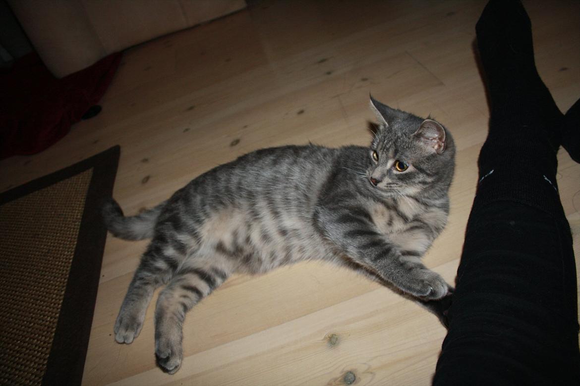 Blanding af racer Mivsen billede 10