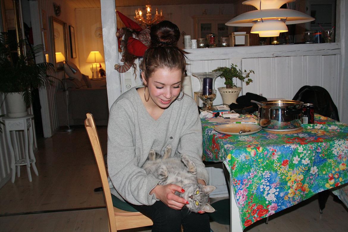 Blanding af racer Mivsen billede 11