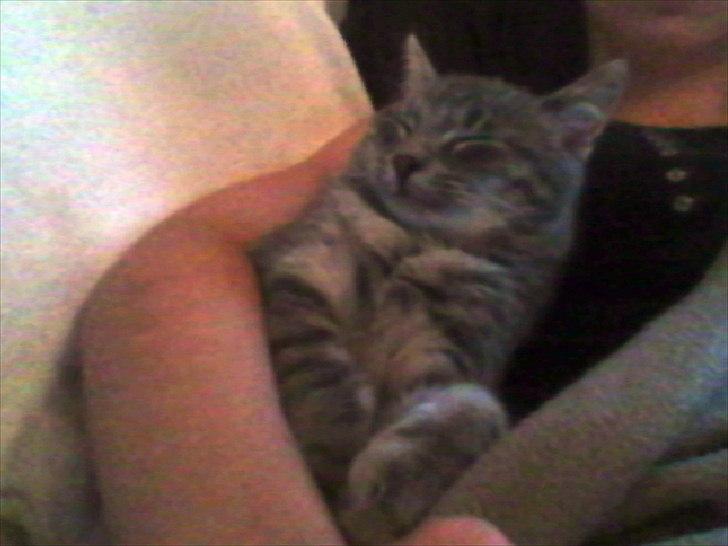 Blanding af racer Mivsen billede 12