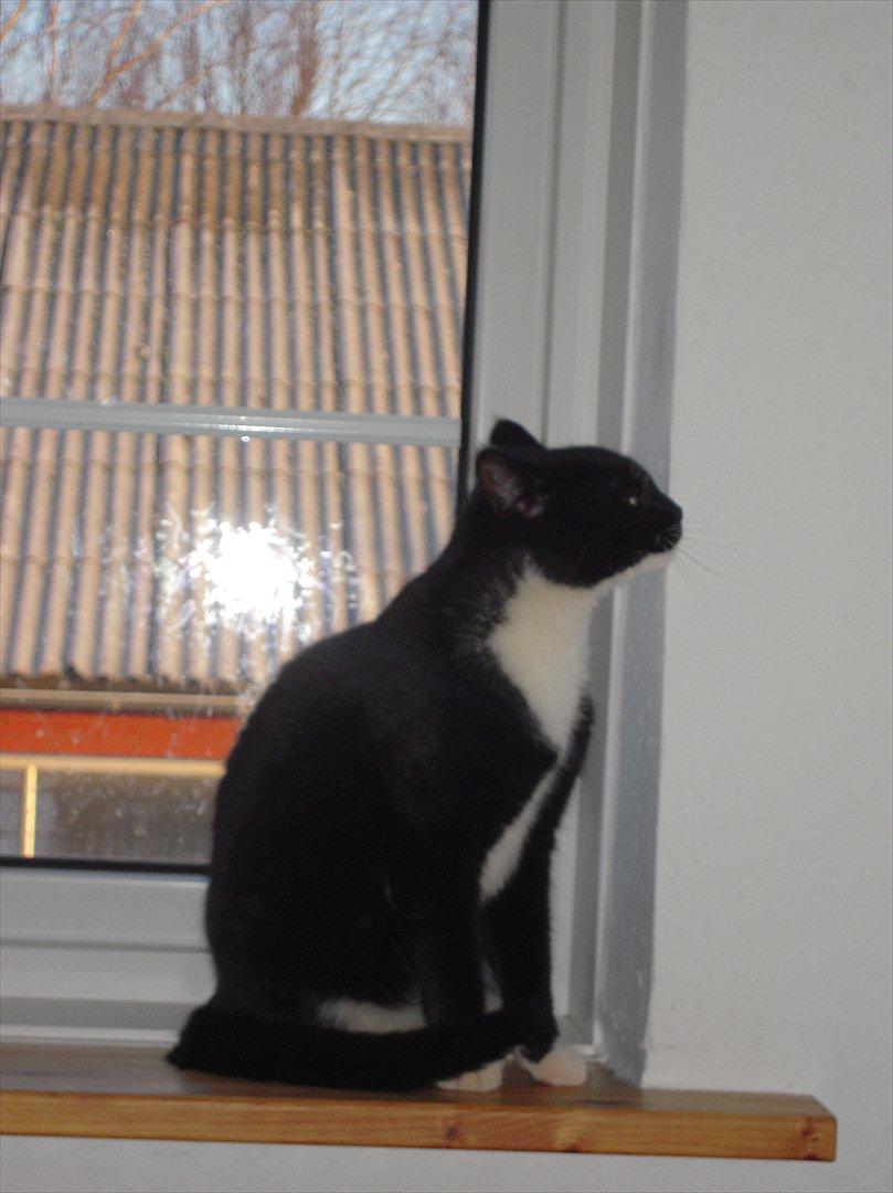 Huskat Mis billede 3