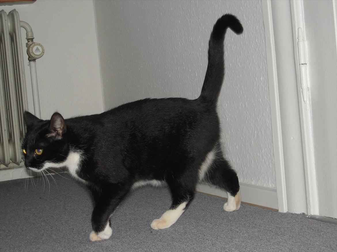 Huskat Mis billede 5