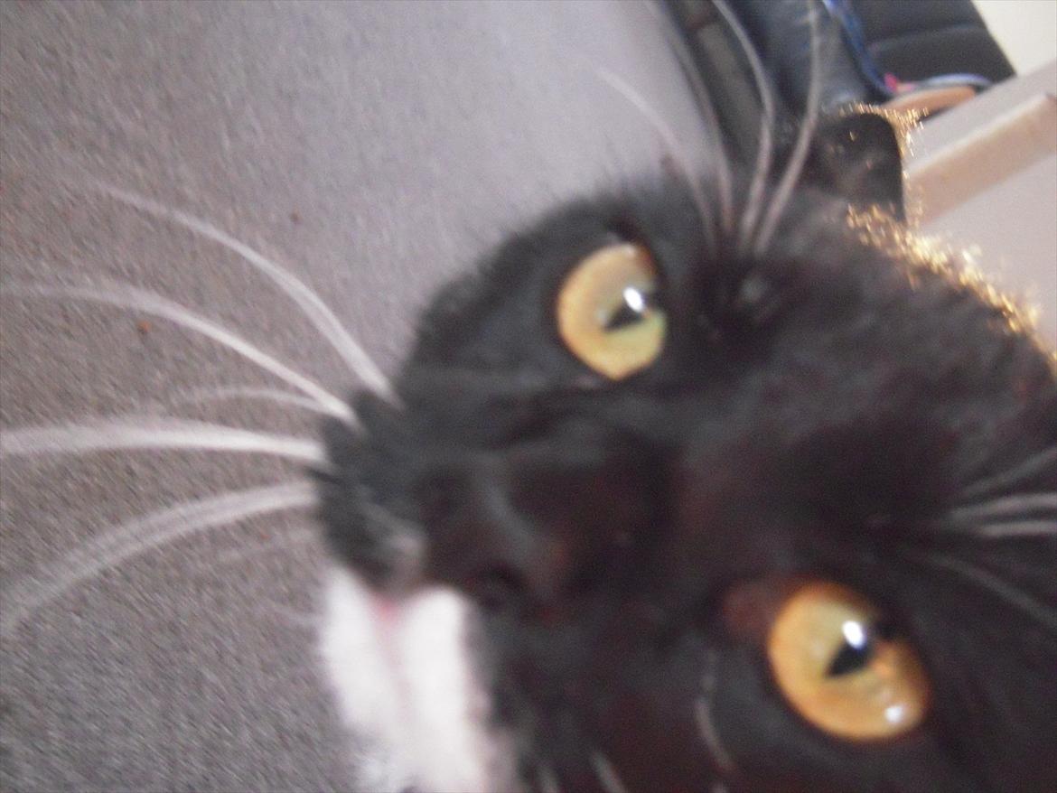 Huskat Mis billede 8