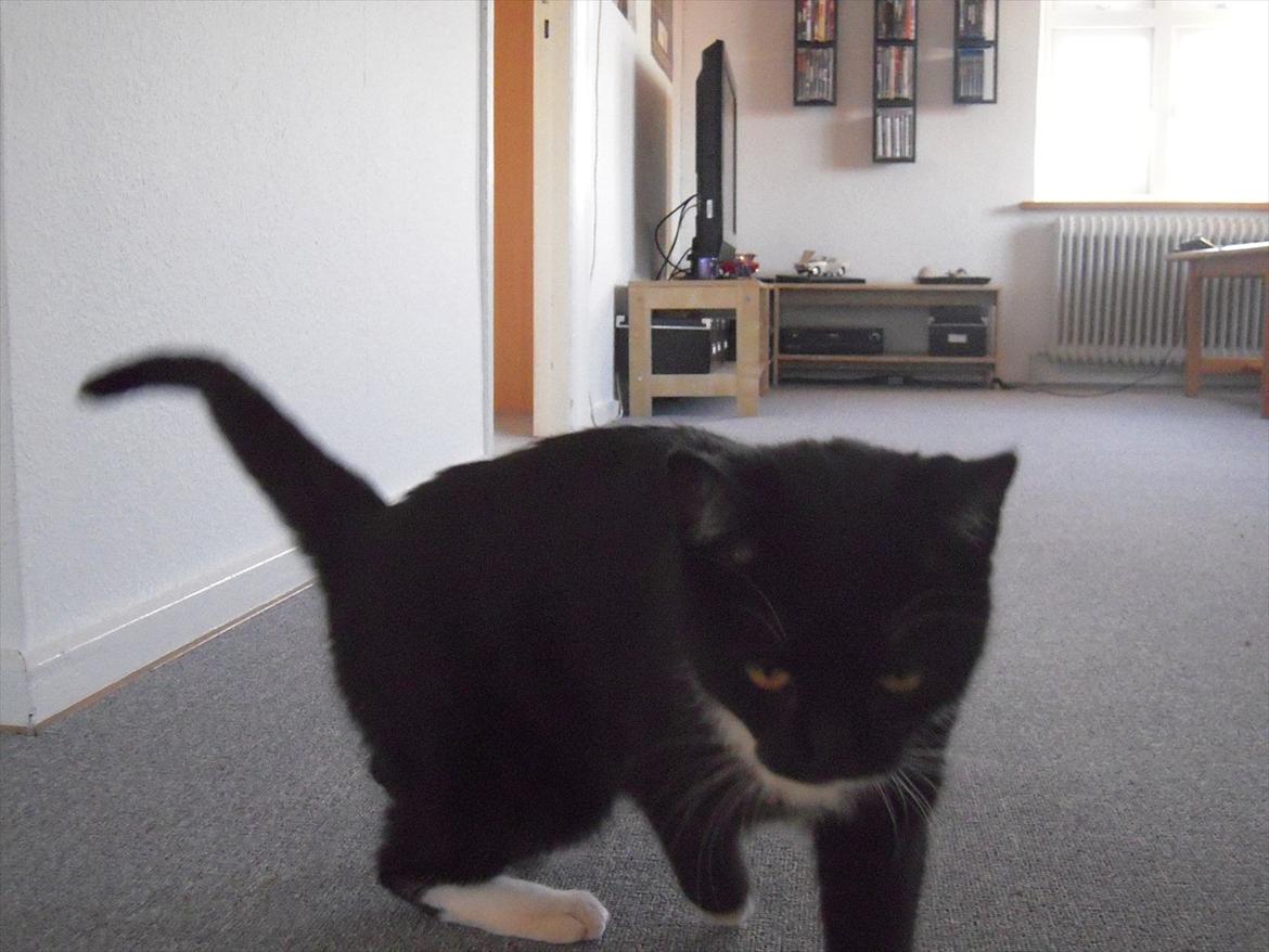 Huskat Mis billede 9