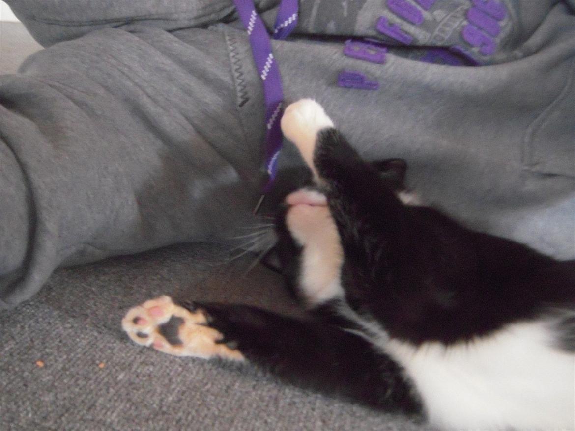 Huskat Mis billede 10