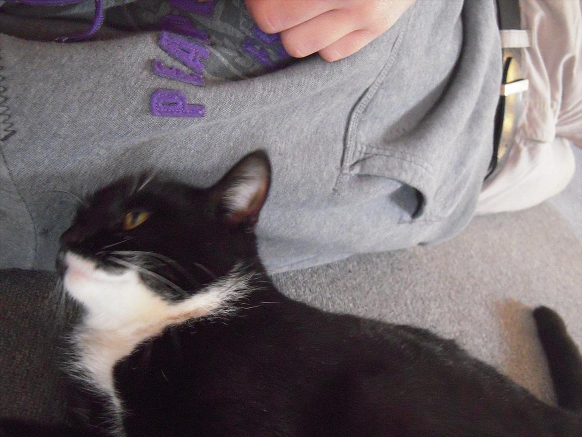 Huskat Mis billede 12