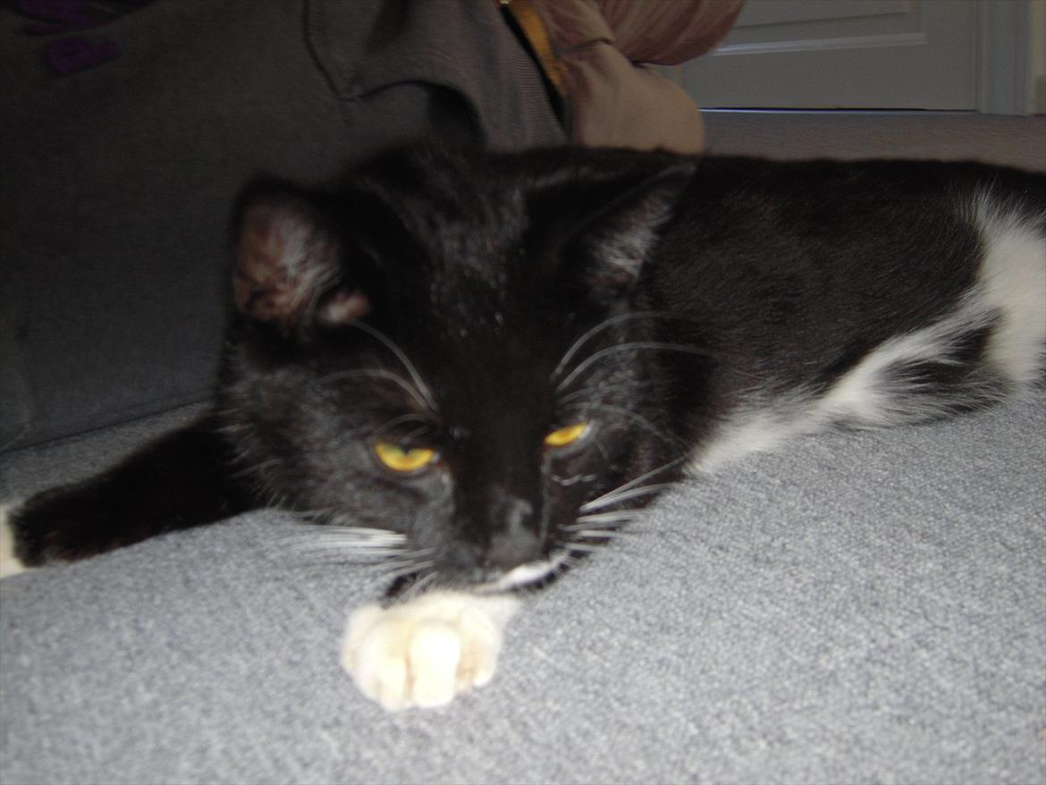 Huskat Mis billede 13