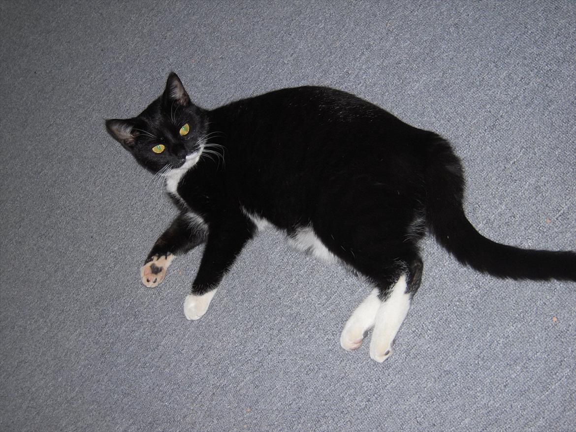 Huskat Mis billede 14