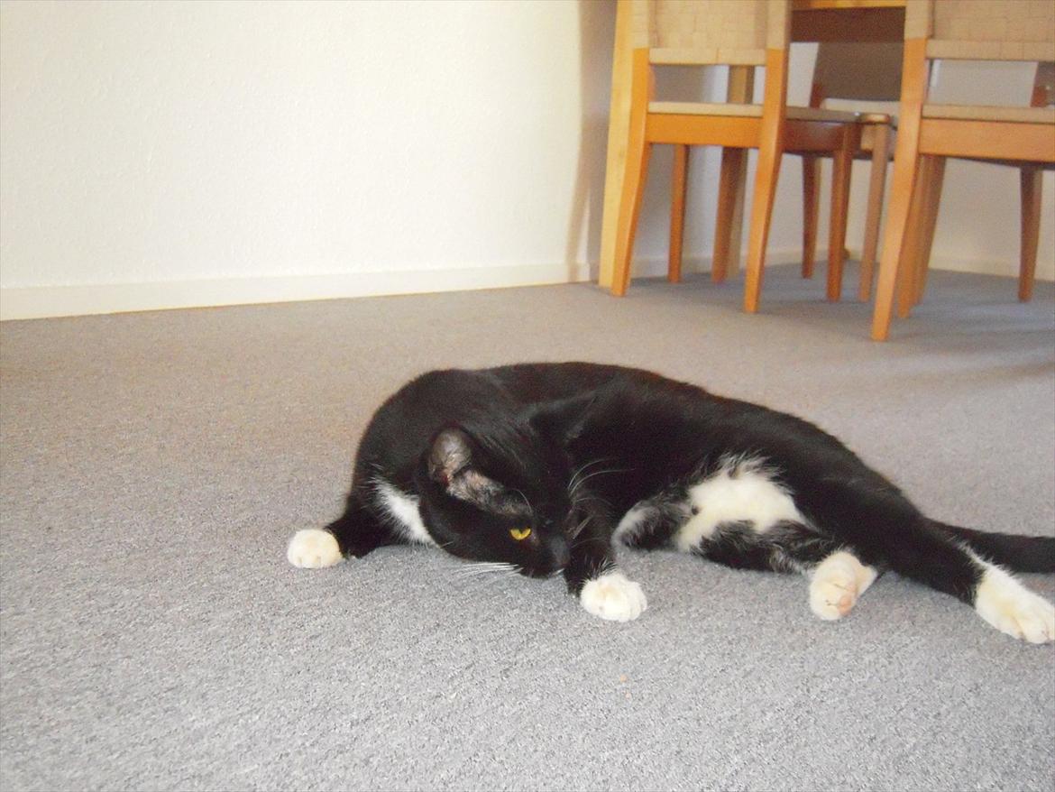 Huskat Mis billede 15