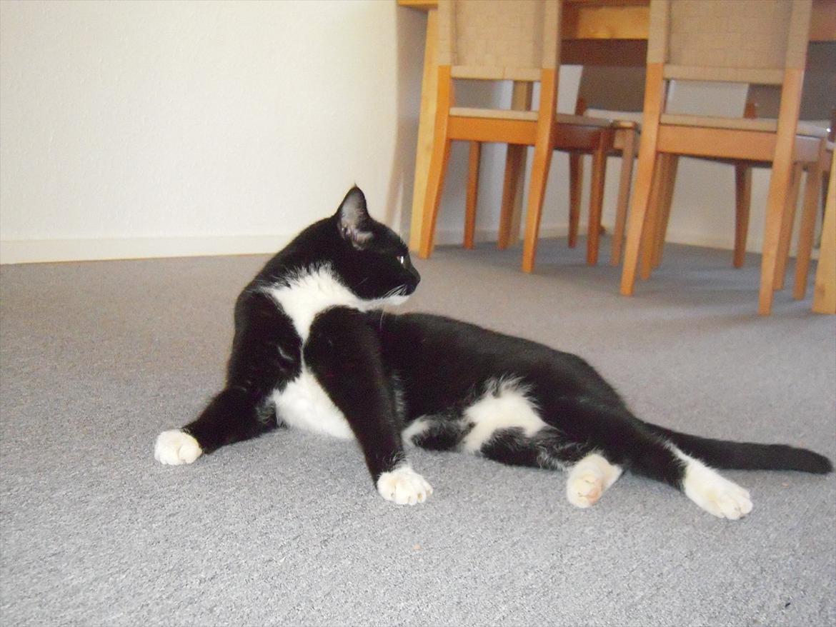 Huskat Mis billede 16