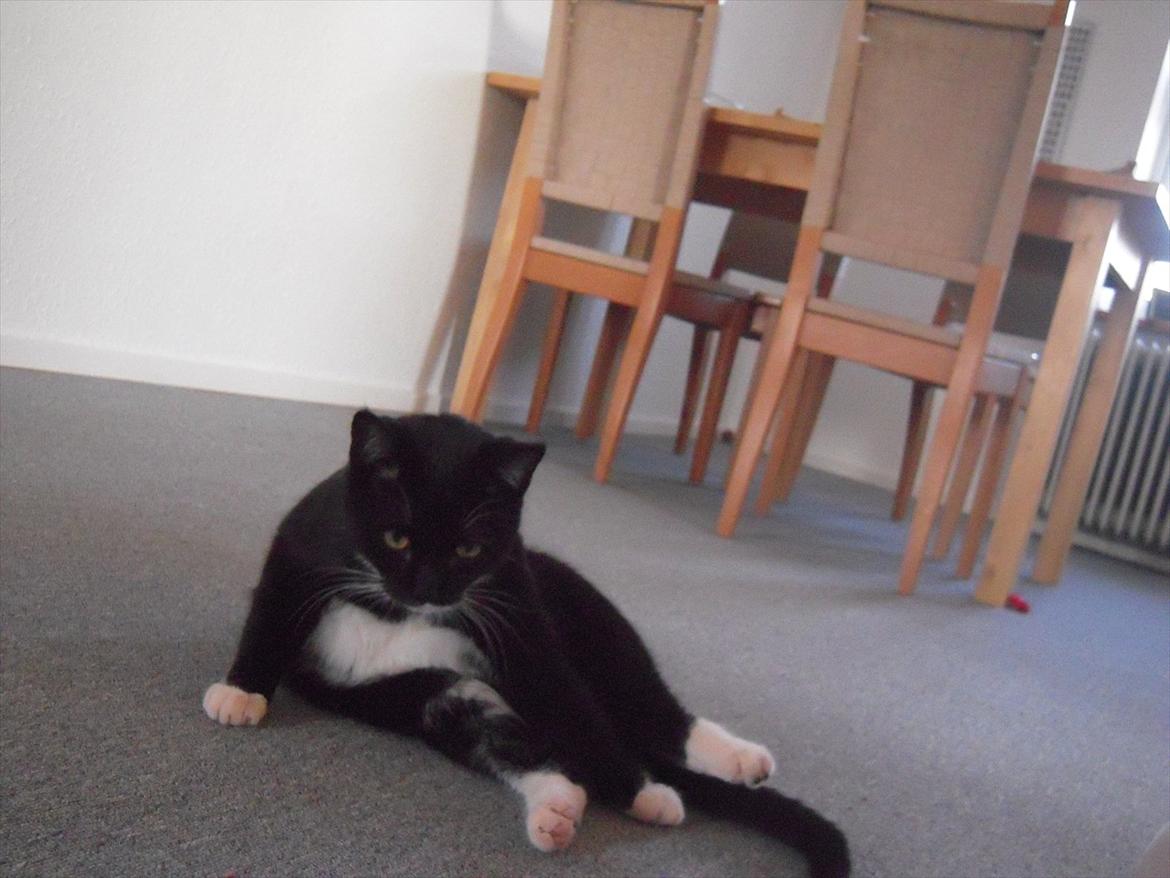 Huskat Mis billede 17