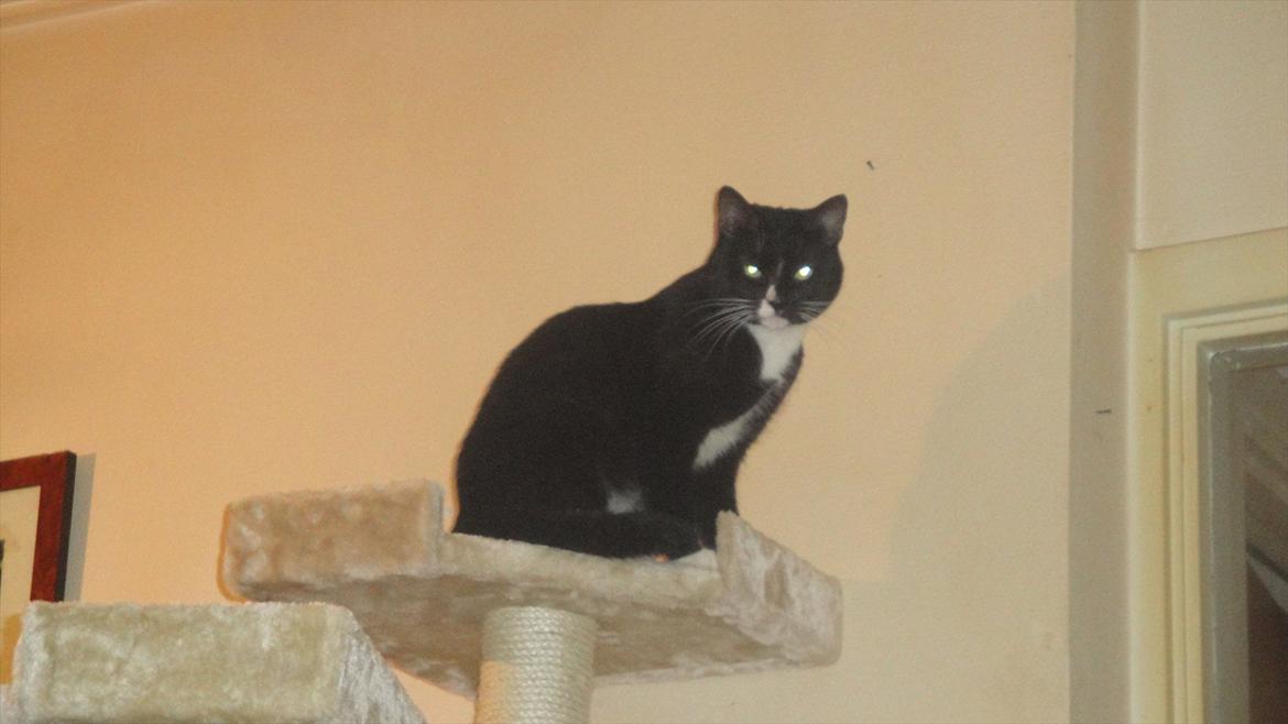 Huskat Pepe billede 19