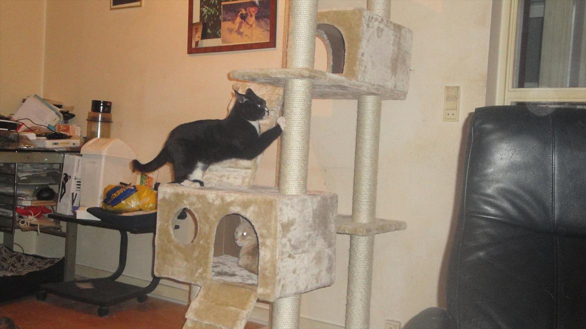 Huskat Pepe billede 20