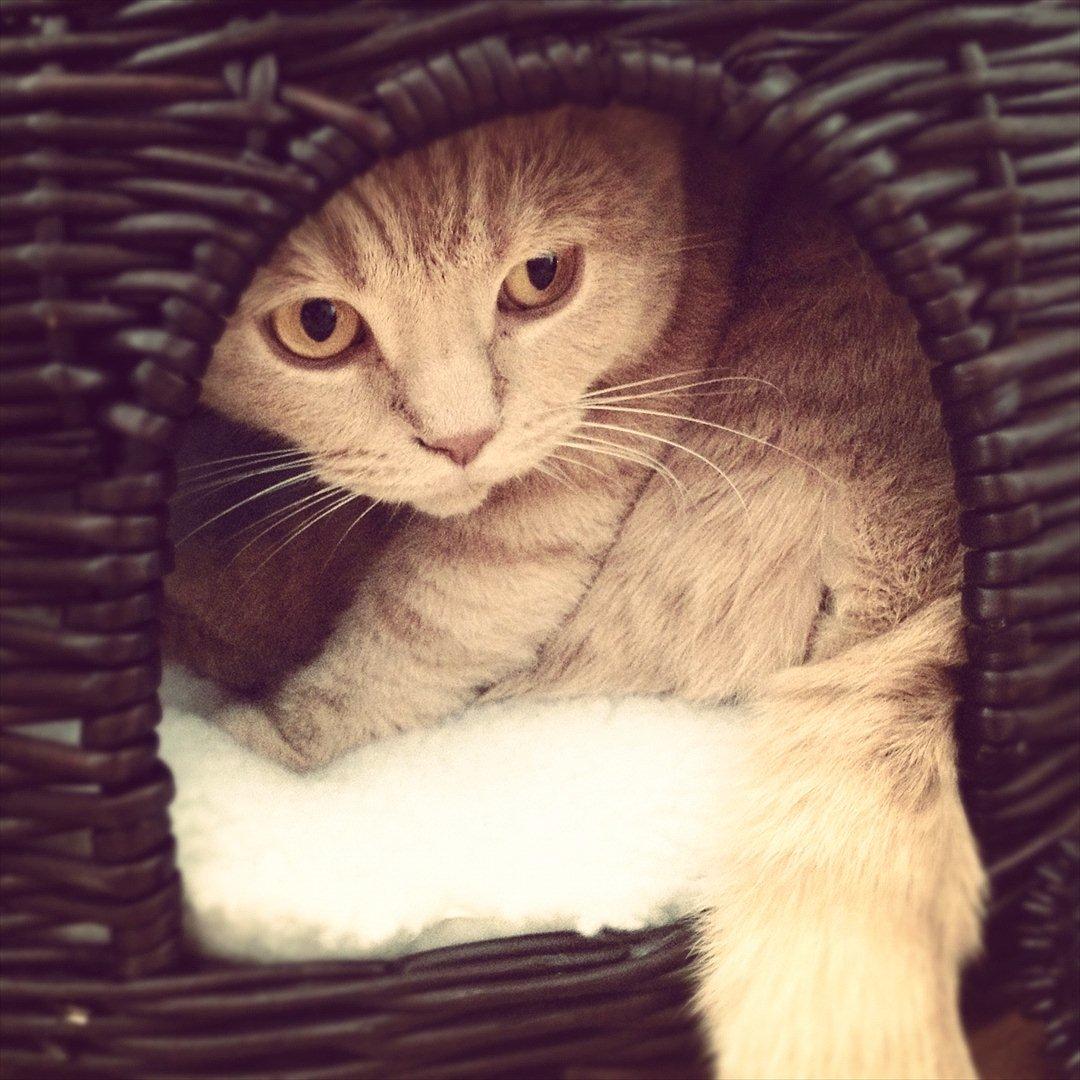 British Shorthair Leeza's Cream Chico (Tico) billede 9