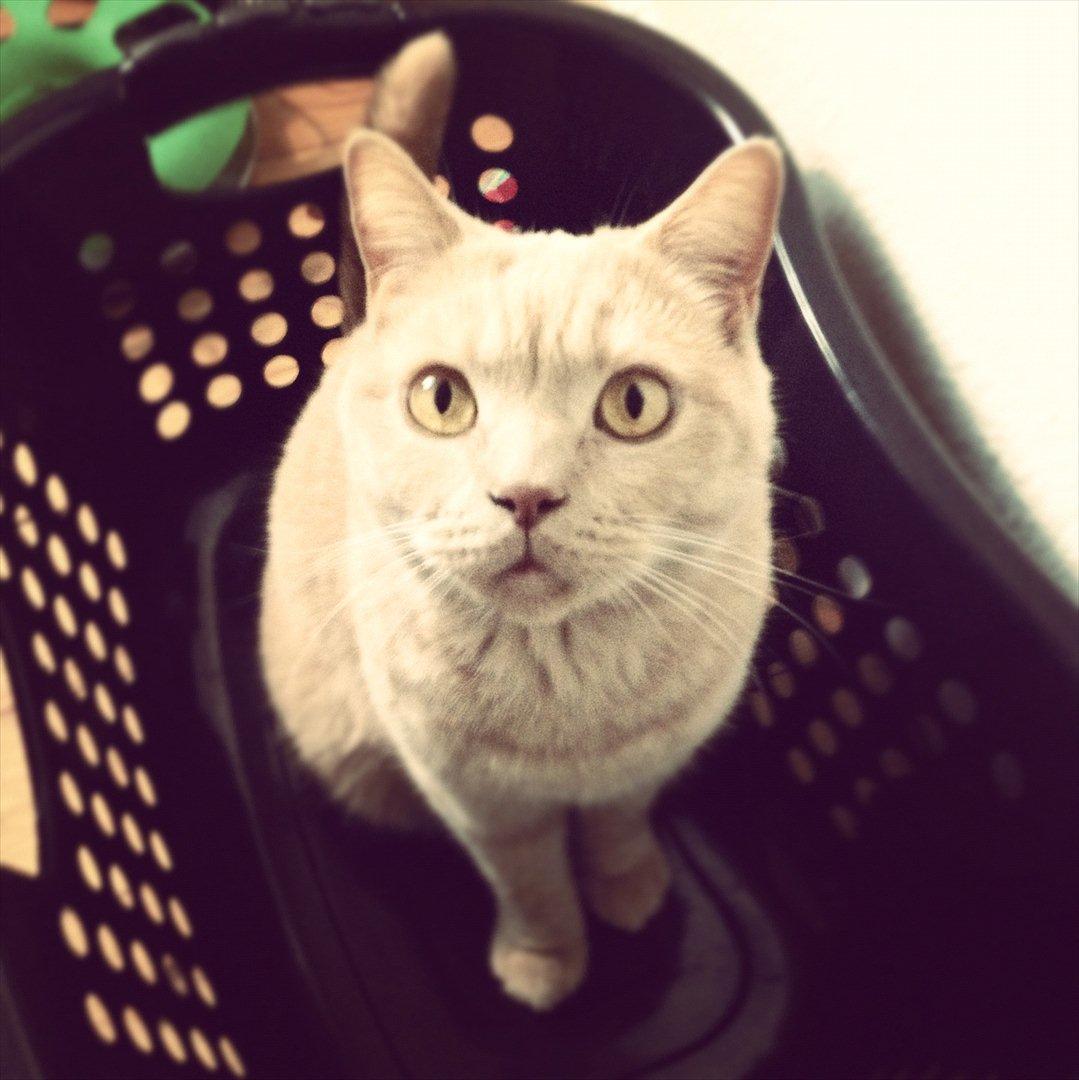 British Shorthair Leeza's Cream Chico (Tico) billede 10