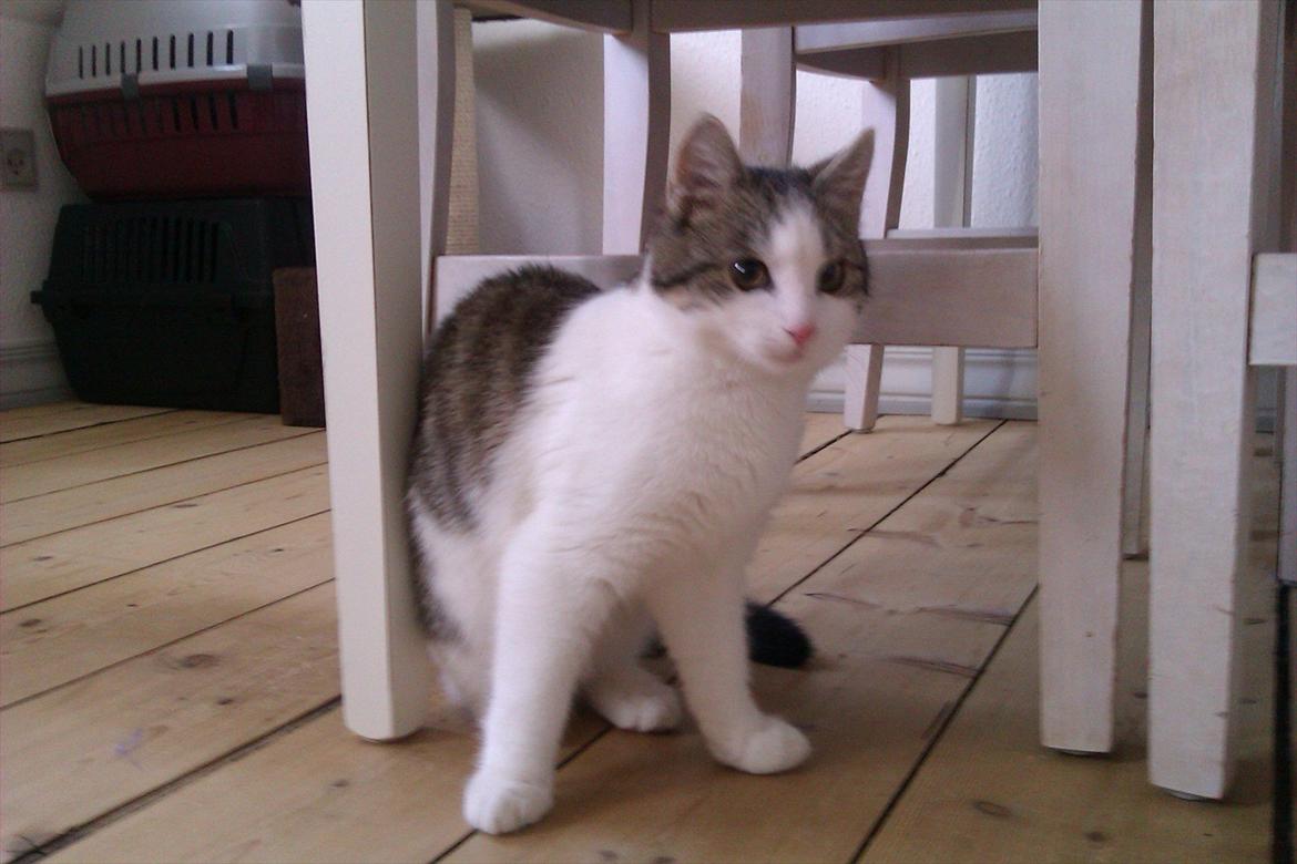 Huskat Coco Chanel aka Coco billede 5