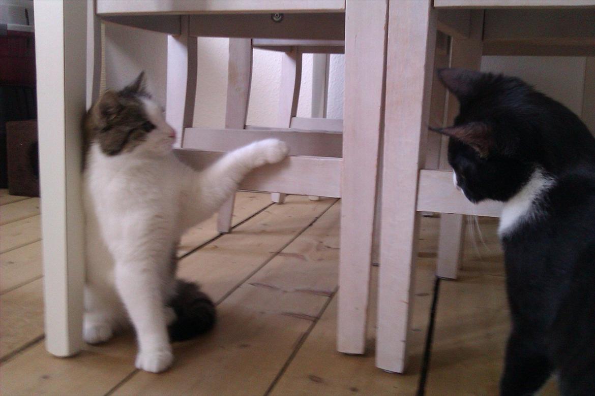 Huskat Coco Chanel aka Coco billede 6