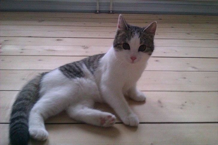 Huskat Coco Chanel aka Coco billede 4