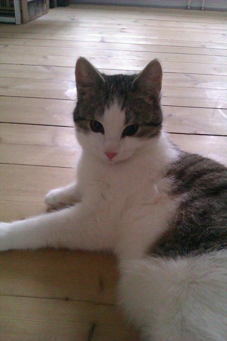 Huskat Coco Chanel aka Coco billede 1