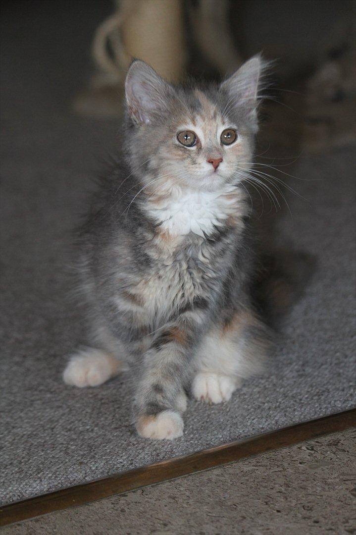 Blanding af racer Flora billede 12