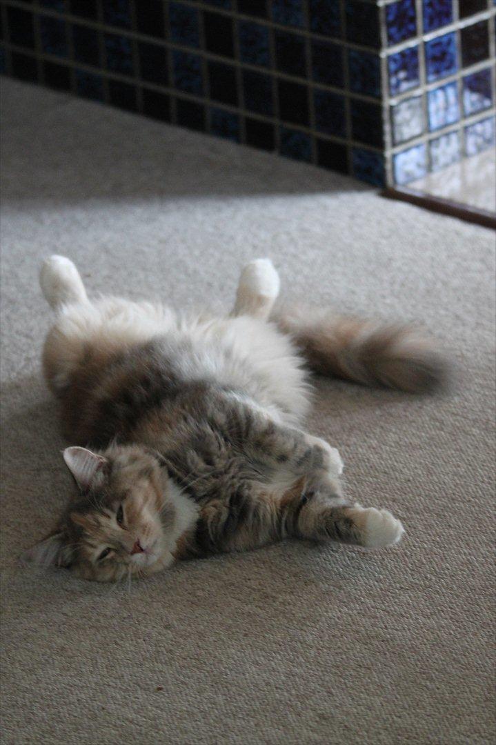 Blanding af racer Flora - Tager lige en lur til ZzZzZzzzz billede 13