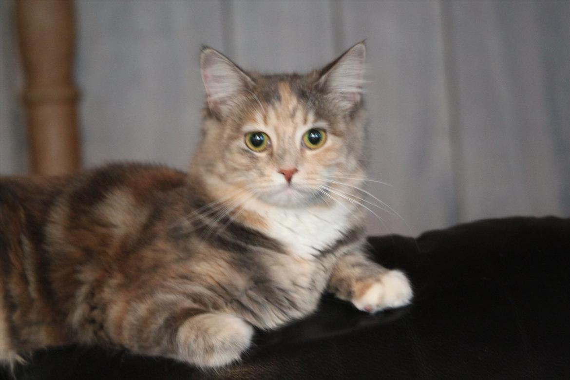 Blanding af racer Flora billede 14